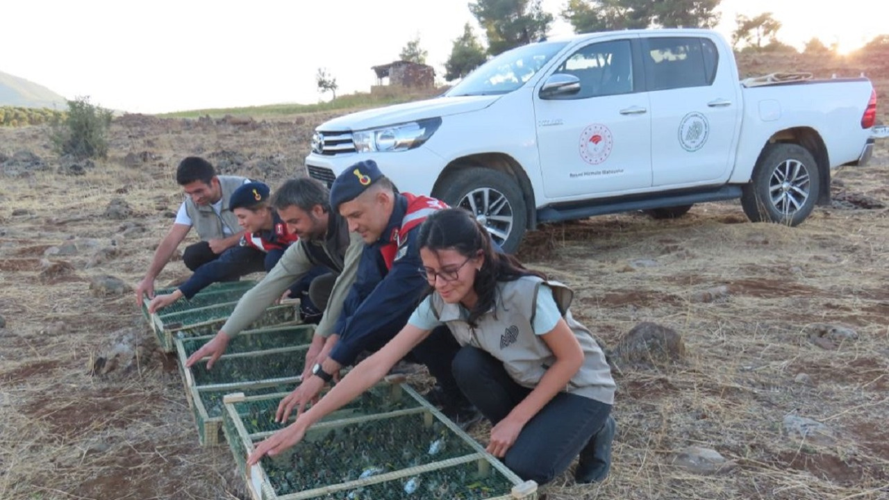 900 sakayı Suriye'ye kaçırmaya çalıştı! Saka kuşlarını kaçıran şüpheliye rekor ceza verildi