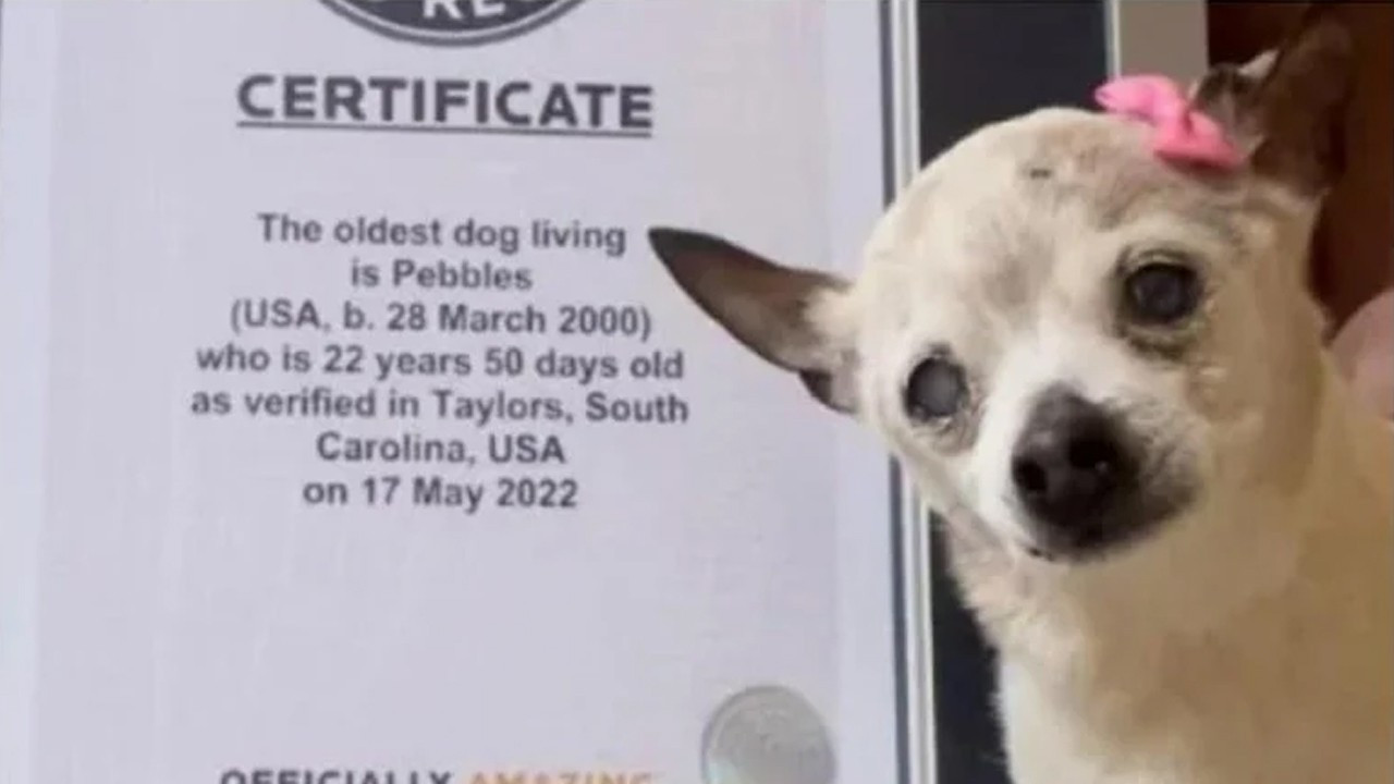 Dünyanın en yaşlı köpeği yaşamını kaybetti