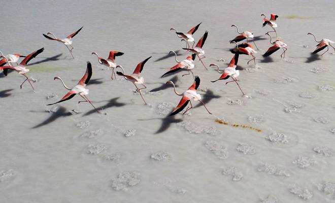 Tuz Gölü'ne artık gelmeyebilirler! Flamingo mezarlığına dönmüştü!