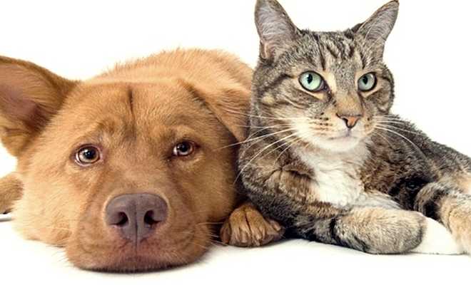 Kedi ve köpeklere kimlik geliyor