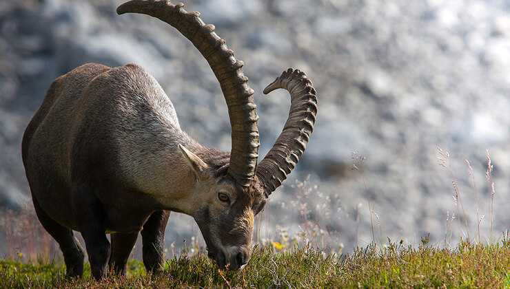 Hakkari'de yaban hayatı böyle görüntülendi