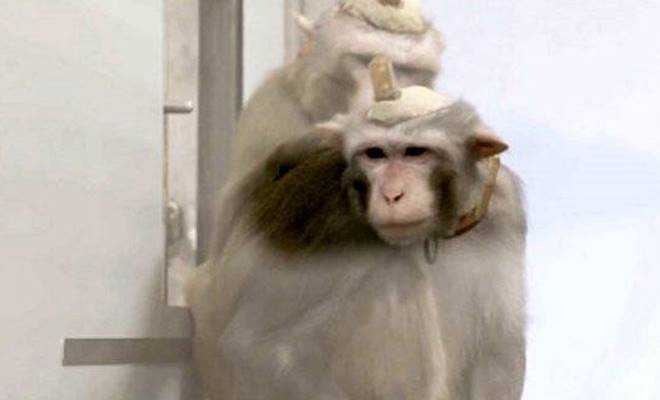 Bilim insanları deney için maymunların kafatasına beton döktü