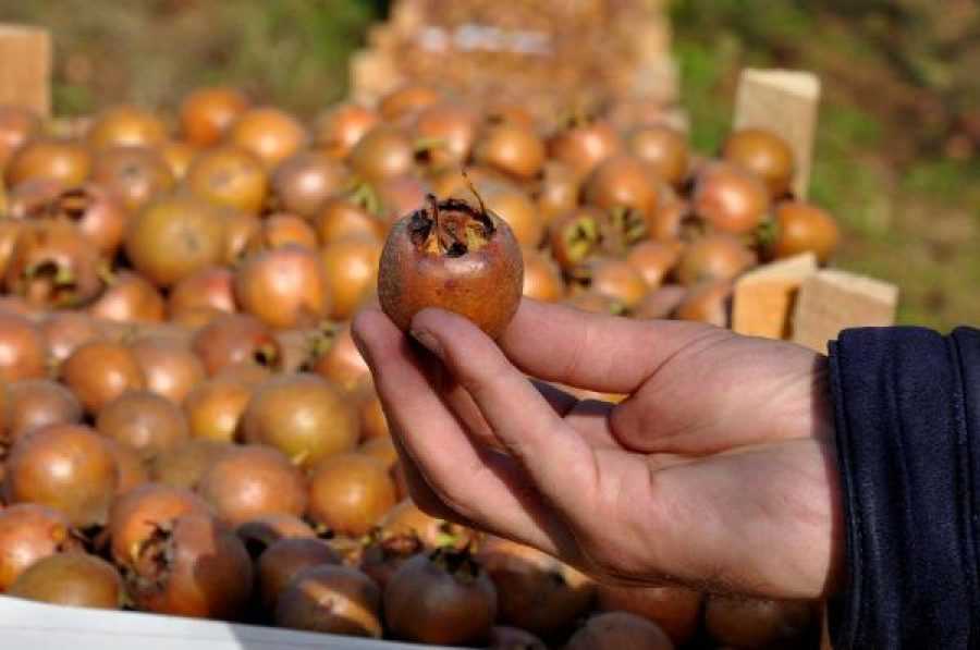 Muşmulanın faydaları nelerdir?