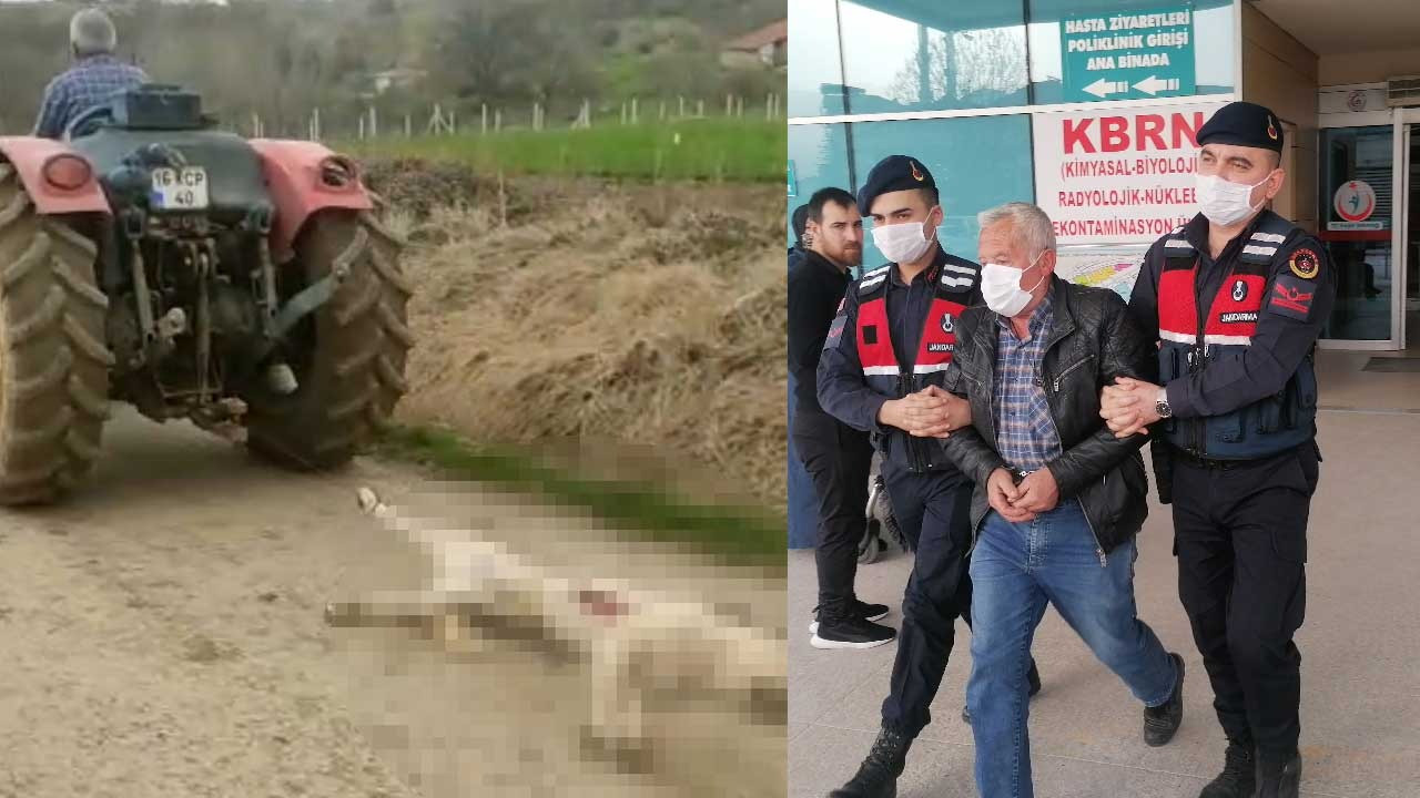 Öldürdüğü gebe köpeği traktörün arkasında sürükleyen şüpheli serbest